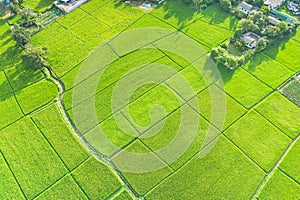 Aerial view of cultivated land