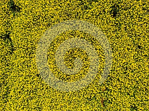 Aerial view of cultivated rapeseed field from drone pov