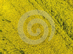 Aerial view of cultivated rapeseed field from drone pov