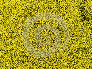 Aerial view of cultivated rapeseed field from drone pov photo