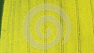 Aerial view of cultivated rapeseed plantation field from drone pov, blooming oilseed rape flowers from above as abstract natural