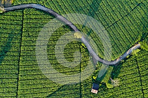 Aerial view of curve road in green corn field