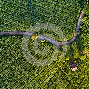 Aerial view of curve road in green corn field