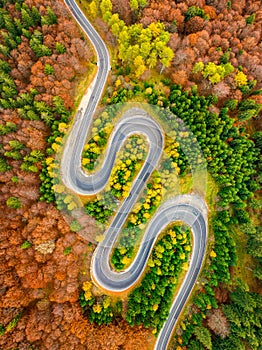 Aerial view of curvy road crossing autumn forest