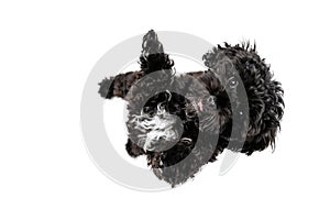 Aerial view of cute doggy, fluffy curly black Maltipoo dog posing isolated over white background. Concept of animal