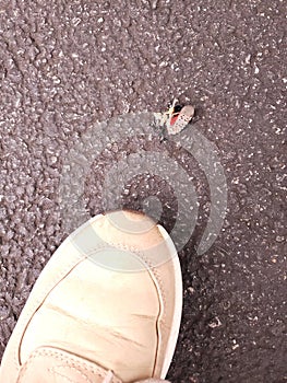 Aerial view dead Spotted Lanternfly invasive insect on pavement next to shoe photo