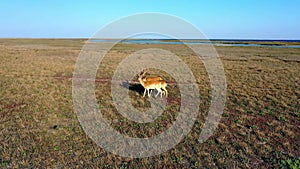 Aerial view of deers in the autumn steppe, sika deers in the autumn steppe, Herd of deer in autumn steppe aerial, aerial