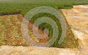 Aerial view - Deforestation of Nipa, tropical mangrove swamp forest of Borneo