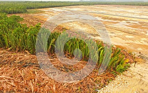 Aerial view - Deforestation of Nipa, tropical mangrove swamp forest of Borneo