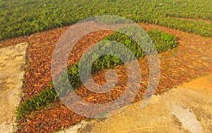 Aerial view - Deforestation of Nipa, tropical mangrove swamp forest of Borneo