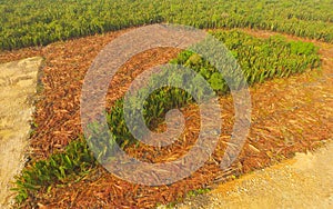 Aerial view - Deforestation of Nipa, tropical mangrove swamp forest of Borneo