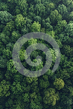 Aerial View of Dense Forest - A Canopy of Lush Greenery