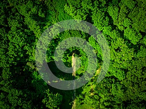 Aerial view of a dense forest canopy with tall trees and lush greenery