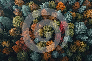 Aerial View of a Dense Forest With a Canopy of Trees, A dense forest during autumn fall colors from above, AI Generated