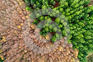 Aerial view of dense green forest landscape with pine trees