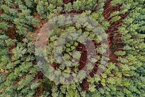 Aerial view of dense green forest landscape with pine trees