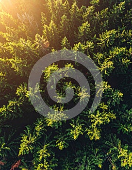 Aerial View of Dense Green Forest with Sunlight Breaks in Natural Environment