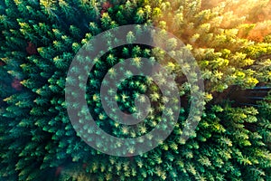 Aerial view of dense green pine forest with canopies of spruce trees and colorful lush foliage in autumn mountains