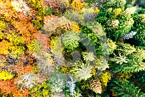 Aerial view of dense green pine forest with canopies of spruce trees and colorful lush foliage in autumn mountains