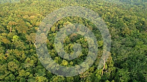 Aerial view of a dense tropical rainforest in Thailand.