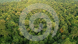 Aerial view of a dense tropical rainforest in Thailand on sunny day.