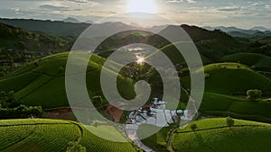 Aerial view descending and tilt up to reveal Long Coc tea hill, Vietnam