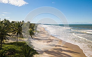 Aerial view deserted beach with coconut trees on the coast of bahia brazil