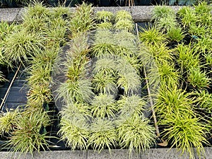 Aerial view of different kinds of perennial grasses in nursery.