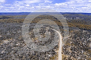 Aerial view of a dirt road in a forest regenerating from bushfir