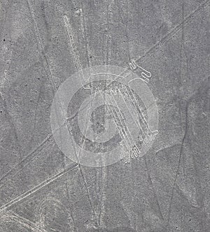 Aerial View of the Dog Nazca Lines