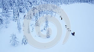 Aerial view of dogsledding in the arctic winter of Finnish Lapland.