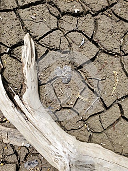 Aerial view dried mud cracks with bleached tree branch