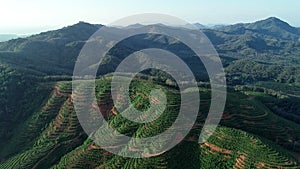 Aerial view from drone camera of Farmland green color field with row of palm trees plantation on the mountain,High quality 4k foot