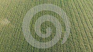 Aerial view with a drone of a field of corn flowered perfectly sown.