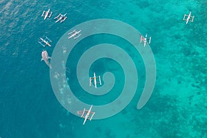 Aerial view from the drone. Fishermen feed gigantic whale sharks Rhincodon typus from boats in the sea in the Philippines,