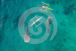 Aerial view from the drone. Fishermen feed gigantic whale sharks Rhincodon typus from boats in the sea in the Philippines,