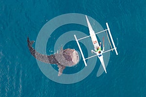 Aerial view from the drone. Fishermen feed gigantic whale sharks Rhincodon typus from boats in the sea in the Philippines,