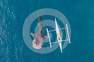 Aerial view from the drone. Fishermen feed gigantic whale sharks Rhincodon typus from boats in the sea in the Philippines,