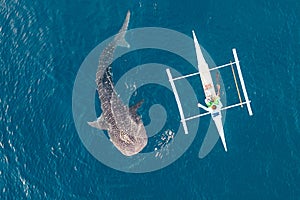 Aerial view from the drone. Fishermen feed gigantic whale sharks Rhincodon typus from boats in the sea in the Philippines,