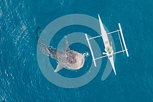 Aerial view from the drone. Fishermen feed gigantic whale sharks  Rhincodon typus from boats in the sea in the Philippines,