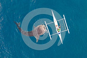 Aerial view from the drone. Fishermen feed gigantic whale sharks Rhincodon typus from boats in the sea in the Philippines,