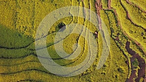 Aerial view drone flight above canola flower field, Luoping, China