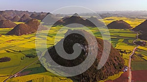 Aerial view drone flight above canola flower field, Luoping, China