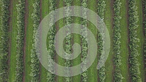 Aerial view of drone fly over of apples orchard in cloudy day. indusrial apple orchard.
