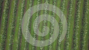 Aerial view of drone fly over of apples orchard in cloudy day. indusrial apple orchard.