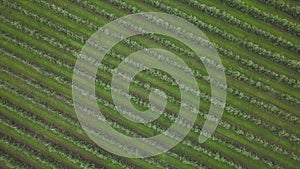 Aerial view of drone fly over of apples orchard in cloudy day. indusrial apple orchard.