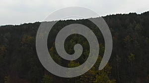 Aerial View from drone of forest with green trees. Shot over the north european wood. Cinematic tonned