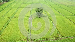 Aerial view from a drone of green rice field