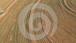 Aerial view from drone of little peanut plant in field