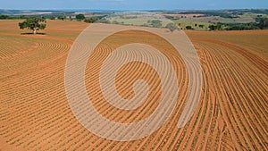 Aerial view from drone of little peanut plant in field